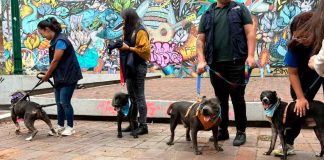 IMPA realizará campaña de adopción “Del infierno a la gloria”