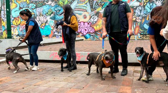 IMPA realizará campaña de adopción “Del infierno a la gloria”