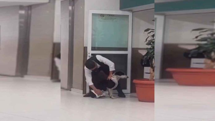 persona-del-imss-seca-a-perrito-que-estaba-bajo-la-lluvia