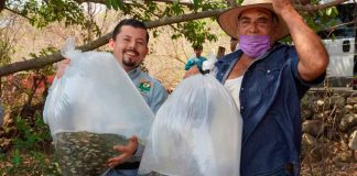 Michoacán fortalece sector pesquero con entrega de 110 mil crías de tilapia