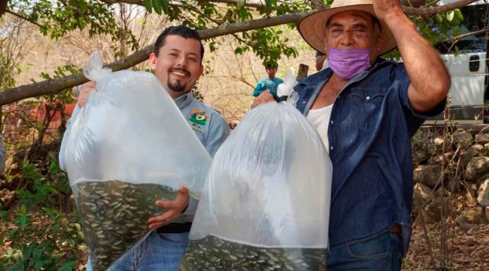 Michoacán fortalece sector pesquero con entrega de 110 mil crías de tilapia