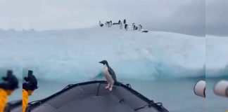 #VIDEO || El pingüino polizón que posó para las cámaras y no pagó el taxi