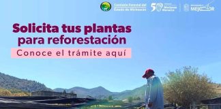 ¡Atención! 20 de junio último día para solicitar plantas para reforestación