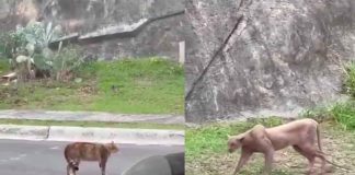 #VIDEO | Puma es captado en video cazando a un gato doméstico en una zona residencial de Monterrey