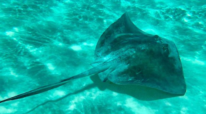 #VIDEO || Para seguir creyendo en la humanidad; Salvan a una Raya embarazada