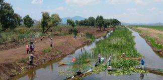 Rescate del canal de Erongarícuaro revitaliza ecosistema y economía local: Compesca
