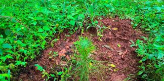 Pulmón de Michoacán crece, 7 de cada 10 árboles reforestados sobreviven: Cofom