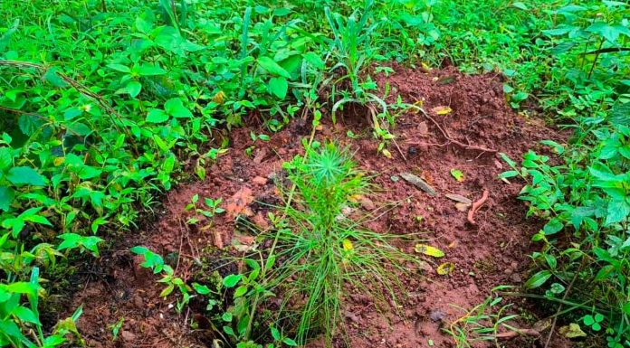 Pulmón de Michoacán crece, 7 de cada 10 árboles reforestados sobreviven: Cofom