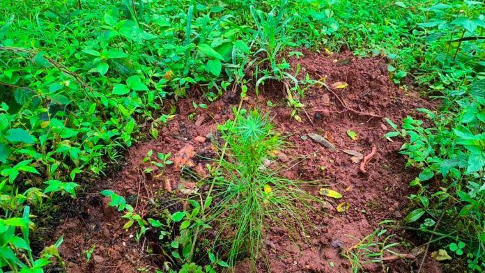 refosrestaconmichoacan