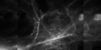 #VIDEO || Captan en video el instante exacto en que se forma un recuerdo