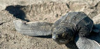 Playas michoacanas ven nacer 5 millones de crías de tortugas marinas: Compesca