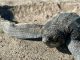 Playas michoacanas ven nacer 5 millones de crías de tortugas marinas: Compesca