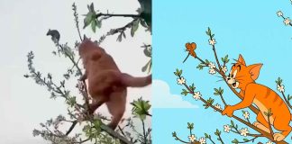#VIDEO || ¡Tom y Jerry en la vida real… y en las alturas! 🐱🐭🌳