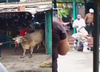 #VIDEO || Mujer pierde la vida tras ser corneada por un toro durante fiesta tradicional