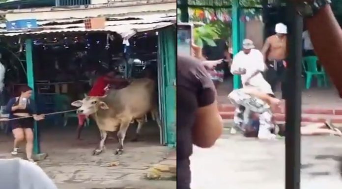 #VIDEO || Mujer pierde la vida tras ser corneada por un toro durante fiesta tradicional