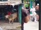 #VIDEO || Mujer pierde la vida tras ser corneada por un toro durante fiesta tradicional