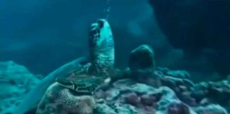 #VIDEO || Cómo duermen las tortugas marinas: un momento mágico bajo el mar 🐢✨