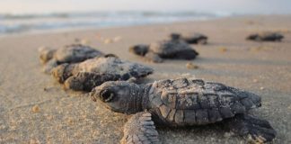 Playas de Michoacán, refugio vital para tortugas marinas