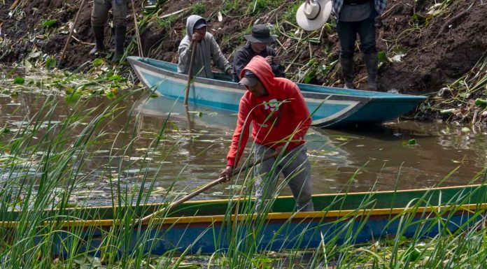 Avanza recuperación del canal de Erongarícuaro con trabajo de manos michoacanas