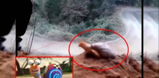 #VIDEO || El caracol con alma de corredor