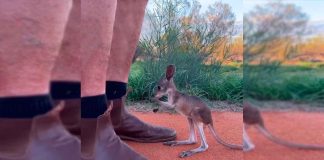 #VIDEO || Cangurito adoptado enternece las redes con su marsupio artificial