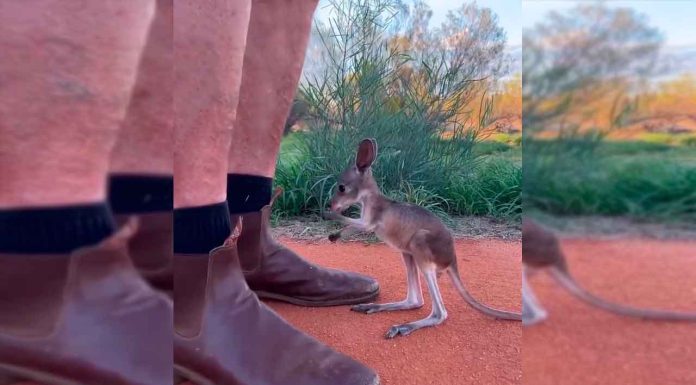 #VIDEO || Cangurito adoptado enternece las redes con su marsupio artificial