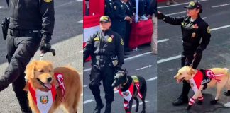 #VIDEO| La policía canina brilló en el desfile militar de Perú, ganándose el reconocimiento del público.