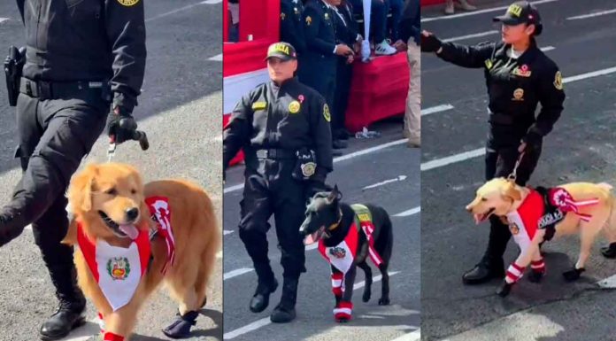 #VIDEO| La policía canina brilló en el desfile militar de Perú, ganándose el reconocimiento del público.