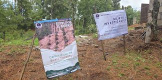 Ejecuta FGE cateo en predio con vocación forestal, en Tacámbaro; detectan tala ilegal y cultivos no autorizados