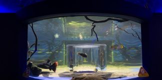 Sumérgete en la diversión con la espectacular pecera 360° del Zoológico de Morelia