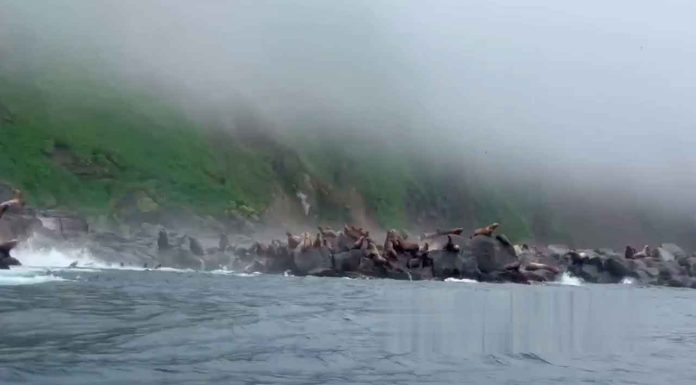 #VIDEO| Lobos marinos huyen segundos antes del terremoto 8.8 en Rusia