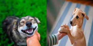 Día mundial del perro