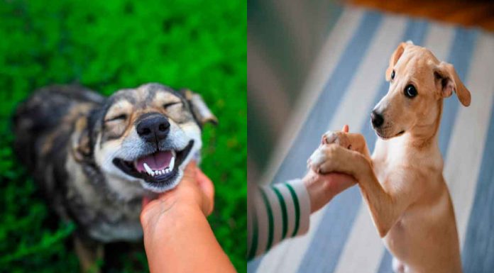 Día mundial del perro