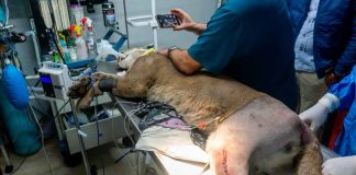 Fallece puma rescatado por Zoológico de Morelia y Profepa en Pátzcuaro