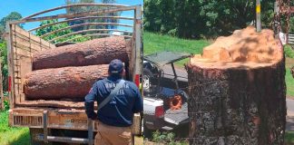 SSP asegura predio con más de 34 mil m³ afectados por tala ilegal en Uruapan