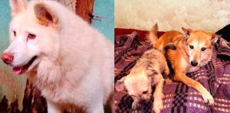 Albergue animal bajo amenazas del CJNG en Edomex; exigen 50 mil pesos mensuales para no herir a los animales