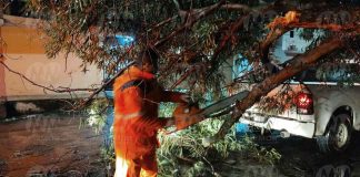 Cae árbol en la colonia moreliana Molino de Parras tras fuerte lluvia y viento