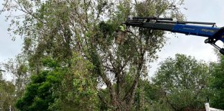 Poco más de 950 árboles han sido intervenidos para retirarles plagas