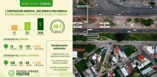 Gobierno de Michoacán compensa obras viales con casi 7 mil árboles