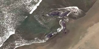 #VIDEO || Impactante escena en Japón: ballenas aparecen varadas tras poderoso sismo en el Pacífico 🐋🌊