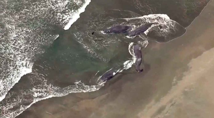 #VIDEO || Impactante escena en Japón: ballenas aparecen varadas tras poderoso sismo en el Pacífico 🐋🌊