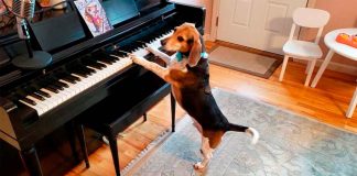#VIDEO ||🎉🐾 Día Mundial del Perro: Talento y ternura en cuatro patas 🐶🎹