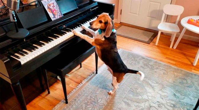 #VIDEO ||🎉🐾 Día Mundial del Perro: Talento y ternura en cuatro patas 🐶🎹