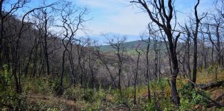Así prepara la Cofom los suelos dañados por incendios antes de reforestar