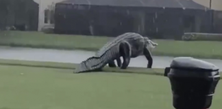 #VIDEO || Gran caimán sorprende a vecinos al deambular por calles de Florida
