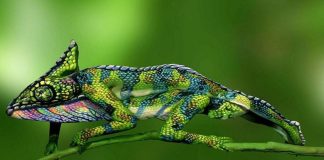 #VIDEO || camaleónico, modelos que desaparecen en el paisaje… ¡pero los animales no están felices!