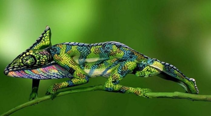 #VIDEO || camaleónico, modelos que desaparecen en el paisaje… ¡pero los animales no están felices!