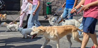 ¡Tarde pero seguro! Con caminata conmemora IMPA Día Internacional del Perro en la capital michoacana