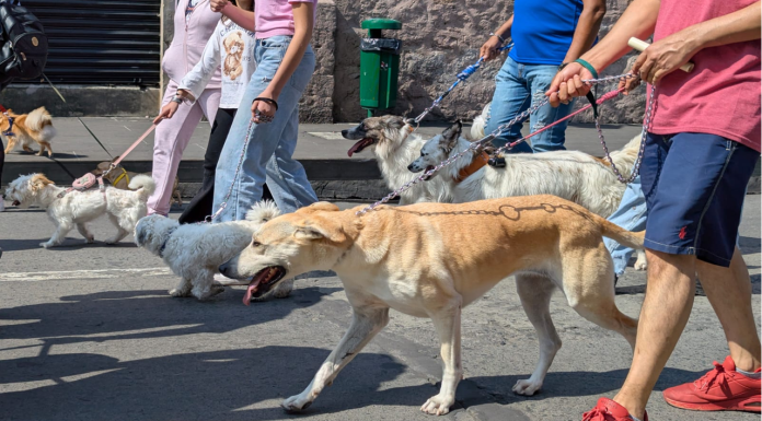 ¡Tarde pero seguro! Con caminata conmemora IMPA Día Internacional del Perro en la capital michoacana