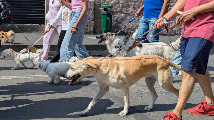 caminata de perros